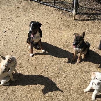 ActivDogs - Dog Walkers Near Me - Daly City, California