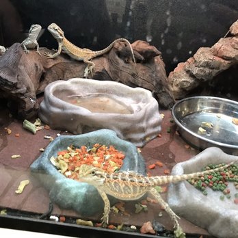 PetSmart - Pet Training Near Me - Frisco, Texas