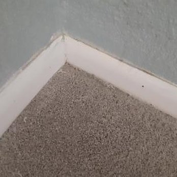 Empire Today - Zoomed in on the corner to show nothing was loose with the carpet. - Carpet Installation Near Me Empire Today - Zoomed in on the corner to show nothing was loose with the carpet. - Carpet Installation Near Me