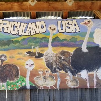 Ostrichland USA - Attraction Farms Near Me - Solvang, California Ostrichland USA - Attraction Farms Near Me - Solvang, California