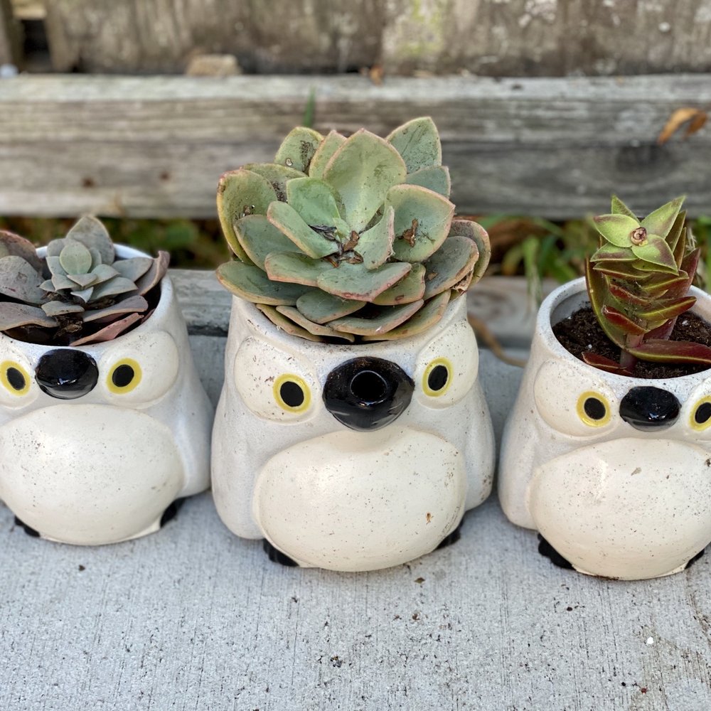 Treasure Paws - Used cute owl mugs as planters - Thrift Stores Near Me - Burlingame, California Treasure Paws - Used cute owl mugs as planters - Thrift Stores Near Me - Burlingame, California