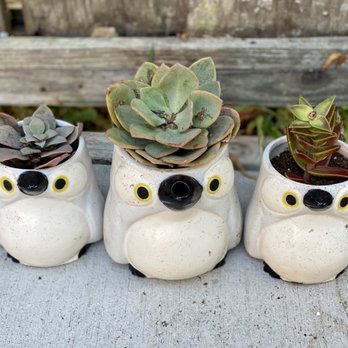 Treasure Paws - Used cute owl mugs as planters - Thrift Stores Near Me - Burlingame, California Treasure Paws - Used cute owl mugs as planters - Thrift Stores Near Me - Burlingame, California