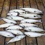 Photo of West Coast Fish Expedition