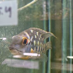 The Aqua Zoo