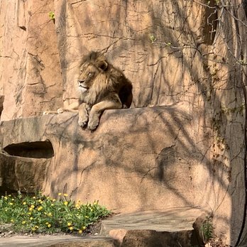 Brookfield Zoo Chicago - Zoos Near Me - Brookfield, Illinois Brookfield Zoo Chicago - Zoos Near Me - Brookfield, Illinois