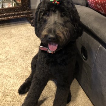 Creatures Great & Small - Pretty Piper after a visit to CGS. - Pet Training Near Me - Charlottesville, Virginia