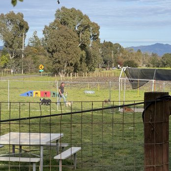Four Paws Pet Ranch - Playing with the other pups - Pet Training Near Me - Santa Rosa, California