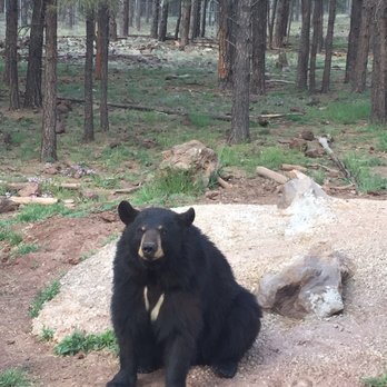 Bearizona - Zoos Near Me - Williams, Arizona Bearizona - Zoos Near Me - Williams, Arizona