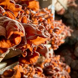 Far West Fungi