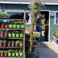 Vazquez Nursery