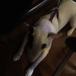 A friendly dog seemed to enjoy hanging out at the bar.