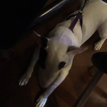 La Cumbre Brewing Company Westside - A friendly dog seemed to enjoy hanging out at the bar. - Bars Near Me - Albuquerque, New Mexico