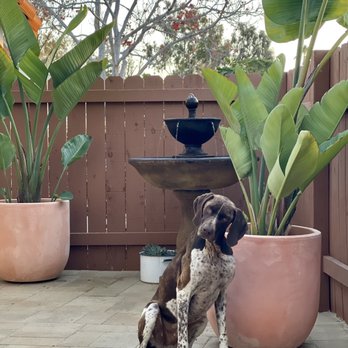 Barrels & Branches - White washed terra cotta pots - Landscaping Near Me - Encinitas, California