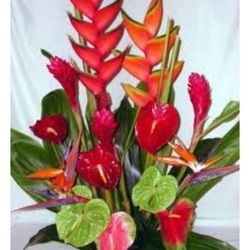 Puna Kamali'i Flowers