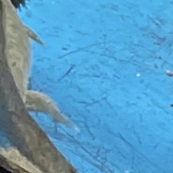 Sierra Fish & Pets - THEY PUT THEM ALL TOGETHER SO THEIR TOES GILLS AND ARMS ARE NIPPED OFF - Local Fish Stores Near Me - Renton, Washington