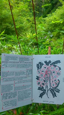 Tropical Spice Garden by null