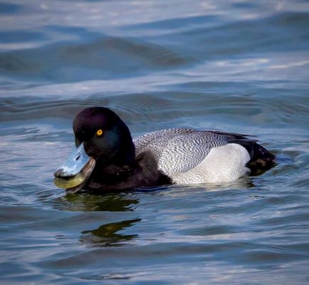 Bolsa Chica Ecological Reserve by null