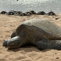 Brennecke's Beach - Front turtle: 3 Fins ; Rear, Right Turtle: Tagged Turtle