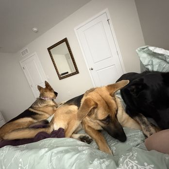 Matriarch Services - Dog Walkers Near Me
