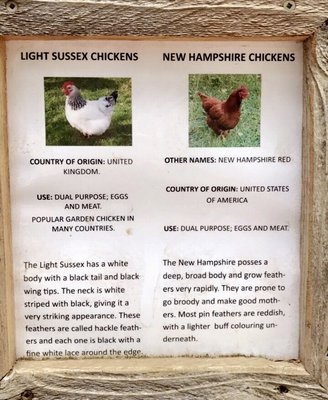 Salt Spring Island Cheese by null