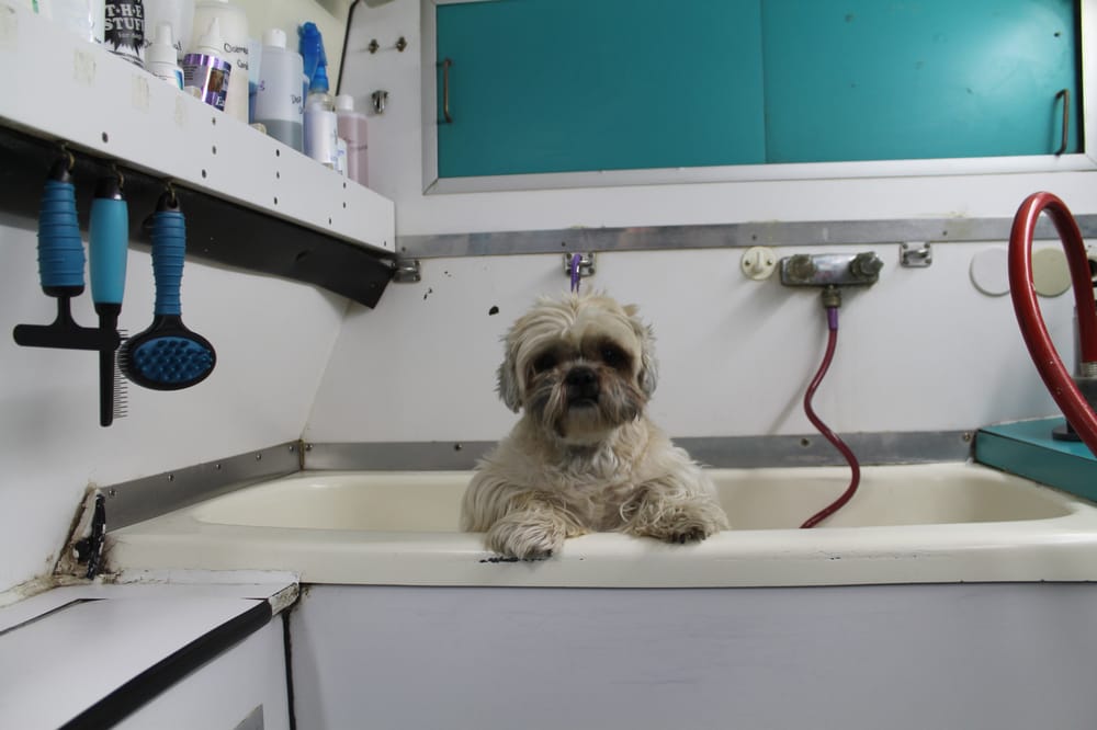 THE WIGGLE WAGON MOBILE GROOMING BY ERIN Updated September 2024