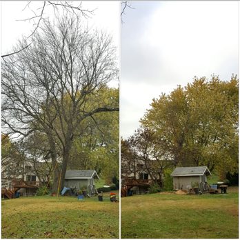 Mr Rogers Tree Service - Before and After Tree removal - Tree Services Near Me - Kansas City, Missouri Mr Rogers Tree Service - Before and After Tree removal - Tree Services Near Me - Kansas City, Missouri