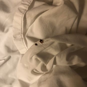 Wildwood Inn - Squished m'fn bed bug - Hotels Near Me - Florence, Kentucky Wildwood Inn - Squished m'fn bed bug - Hotels Near Me - Florence, Kentucky