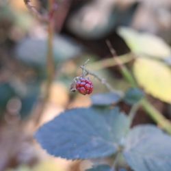 The Wildlands Conservancy - A mini blackberry by its lonesome. So cute!