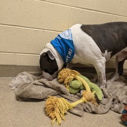 Peninsula Regional Animal Shelter - A smaller room where they let you meet dogs you're interested in