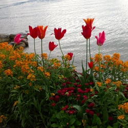 Montreux Lakeside Promenade - Flowers along the promenade in May 2013