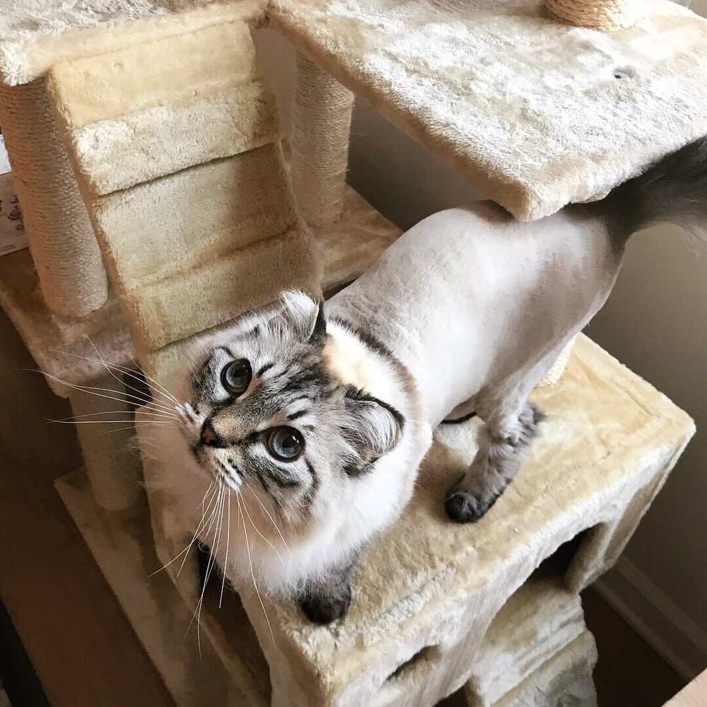 GLITTERATI PAW SPA 237 Photos & 56 Reviews Pet Groomers Irvine