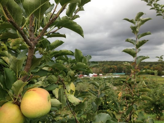 Wilklow Orchards by null