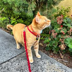 Paris' Pampered Pets - Kitty Boots