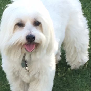 Pet Cuts - Before and after - Pet Groomers Near Me - San Marcos, California