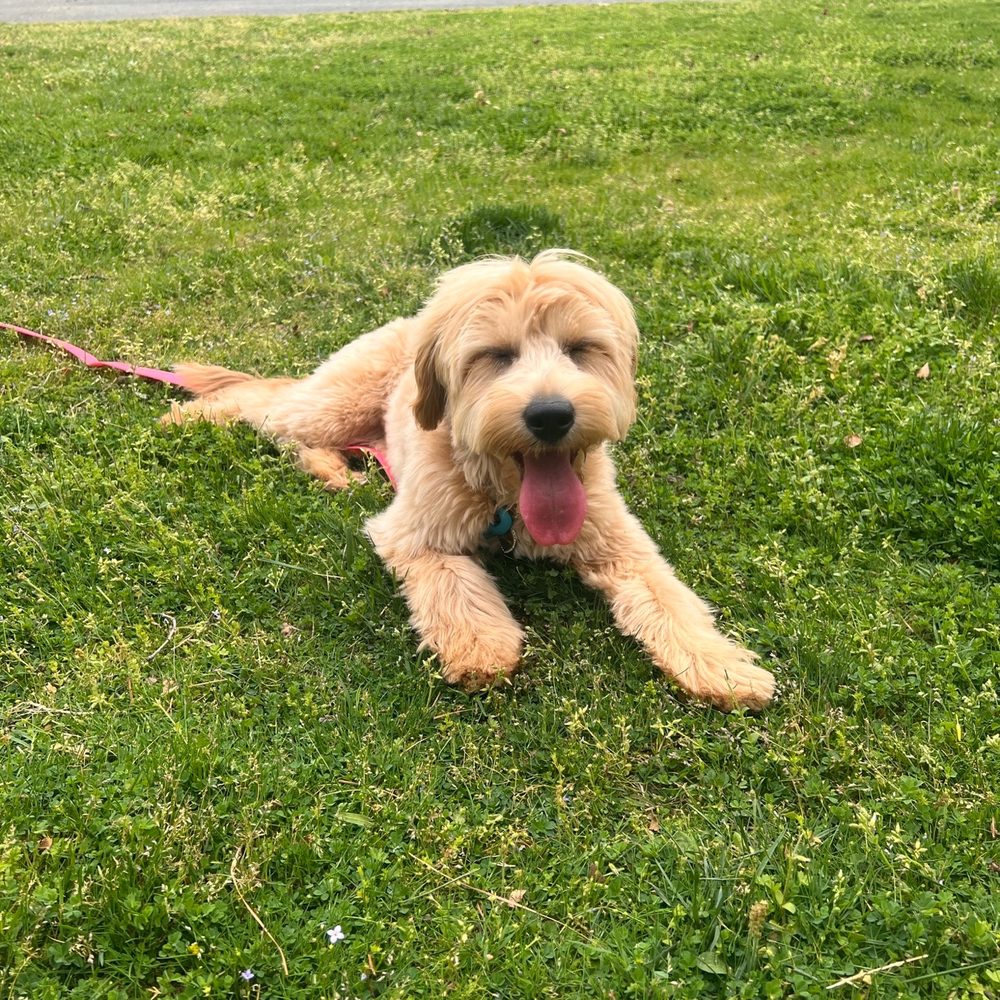 Petco - Khloe Love's haircut - Pet Training Near Me - Henrico, Virginia