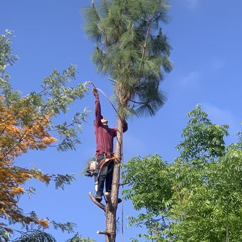 Ortega's Jr Tree Service - Fearless - Tree Services Near Me - Riverside , California Ortega's Jr Tree Service - Fearless - Tree Services Near Me - Riverside , California