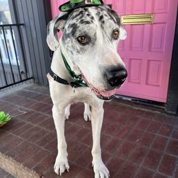 All ready for our party at Doggy Planet
