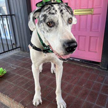 Planet Doggy - All ready for our party at Doggy Planet - Pet Groomers Near Me - Pasadena, California Planet Doggy - All ready for our party at Doggy Planet - Pet Groomers Near Me - Pasadena, California