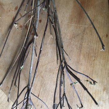 Cold Stream Farm - Dead tips - Nurseries & Gardening Near Me - Free Soil, Michigan Cold Stream Farm - Dead tips - Nurseries & Gardening Near Me - Free Soil, Michigan