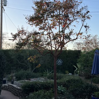 Padilla Tree Service - First pruning of this Crepe Myrtle and the did a nice job of reshaping it. - Tree Services Near Me