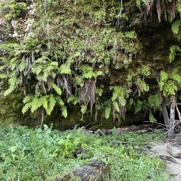 Fern grotto on the old cove landing trail Fern grotto on the old cove landing trail