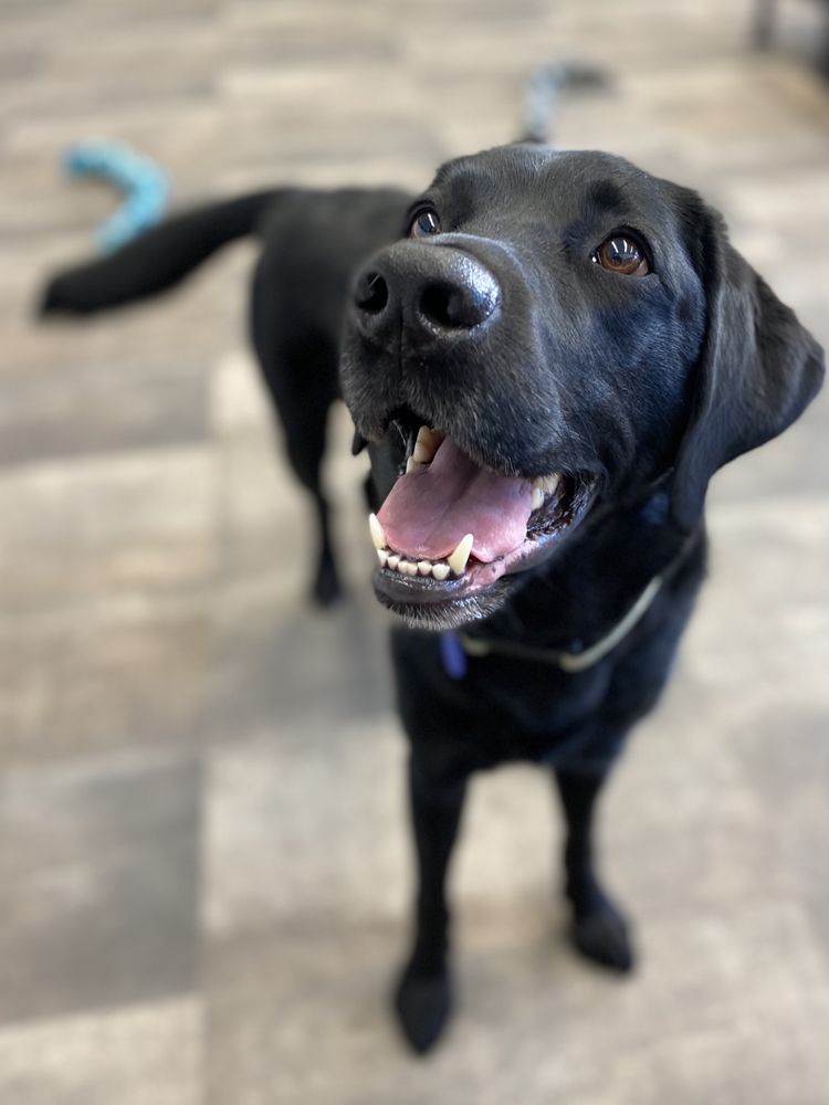 Pups - pet boarding facility in Salt Lake City, UT