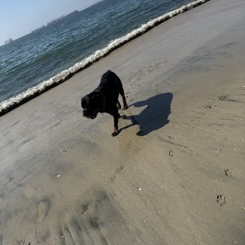 Rosie's Dog Beach - Dog Parks Near Me - Long Beach, California Rosie's Dog Beach - Dog Parks Near Me - Long Beach, California