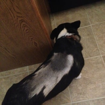 Petco - This is a picture of what my dog like like when I picked him up from the groomers... - Pet Stores Near Me - Fresno, California Petco - This is a picture of what my dog like like when I picked him up from the groomers... - Pet Stores Near Me - Fresno, California