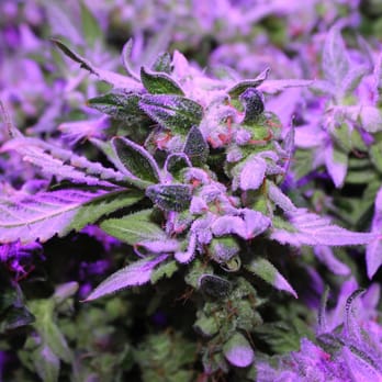 Sante Durango - Cannabis Dispensaries Near Me - Durango, Colorado Sante Durango - Cannabis Dispensaries Near Me - Durango, Colorado