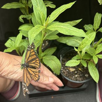 Armstrong Garden Centers - Ms Butterfly wanted to follow me .... - Nurseries & Gardening Near Me - La Habra, California Armstrong Garden Centers - Ms Butterfly wanted to follow me .... - Nurseries & Gardening Near Me - La Habra, California