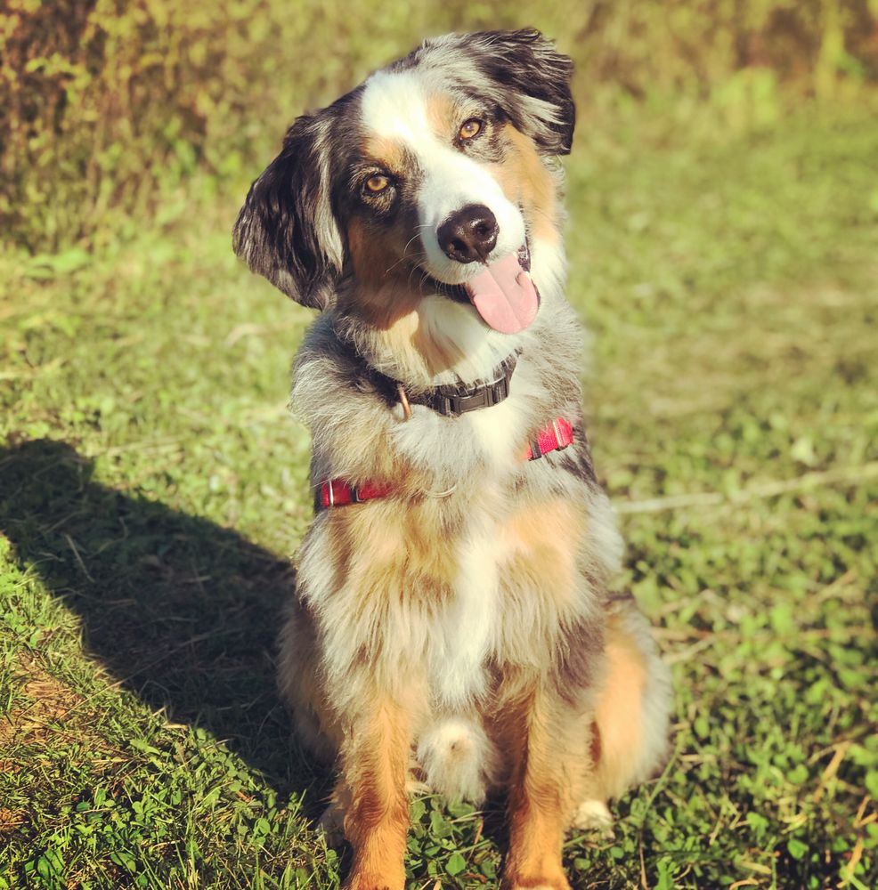 ESSEX DOG PARK Updated June 2024 111 West St, Essex, Vermont Dog