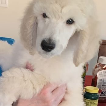 Acqua Standard Poodles - Acqua Standard Poodle - Pet Breeders Near Me Acqua Standard Poodles - Acqua Standard Poodle - Pet Breeders Near Me