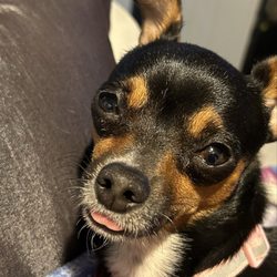 Ay Chihuahua Rescue