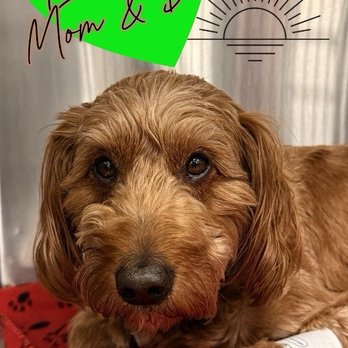 MedVet Phoenix - Picture of our boy sent to us by one of the techs while he was hospitalized. - Veterinarians Near Me - Scottsdale, Arizona MedVet Phoenix - Picture of our boy sent to us by one of the techs while he was hospitalized. - Veterinarians Near Me - Scottsdale, Arizona